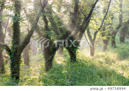 森 木漏れ日 の写真素材