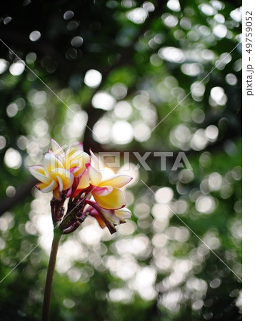 yellow red flowers of Frangipani, Plumeria tree 49759052
