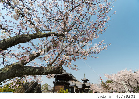 桜咲く寺院の風景　【岡山県　瀬戸内市】 49759201