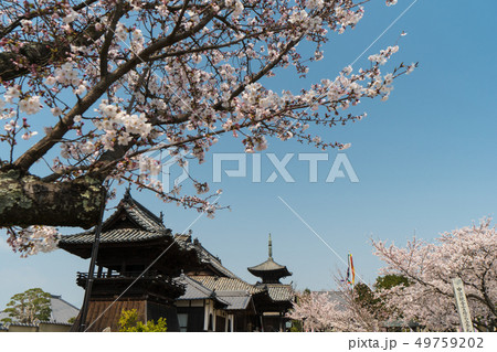 桜咲く寺院の風景 【岡山県 瀬戸内市】 桜咲く寺院の風景 【岡山県 瀬戸内市】 49759202