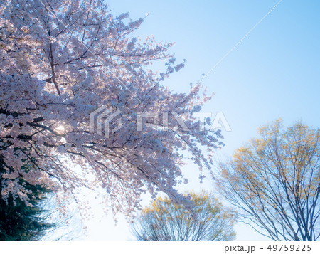 満開の桜と若葉芽吹くケヤキ 陽射しの逆光 a 満開の桜と若葉芽吹くケヤキ 陽射しの逆光 a 49759225