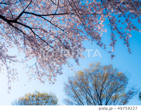 満開の桜と若葉芽吹くケヤキ 陽射しの逆光　b-2 49759227
