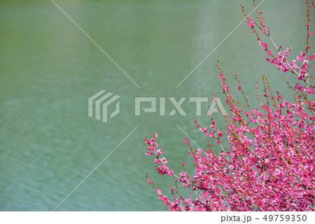 紅梅と犀川 49759350
