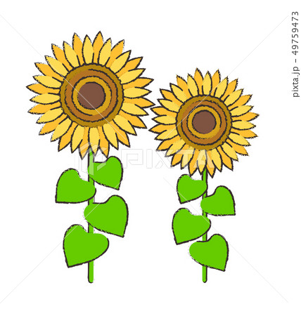 ひまわり Sunflowerのイラスト素材