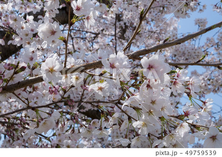 桜 49759539