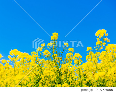 菜の花 49759800