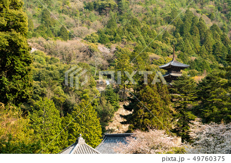 森林にある三重塔の春の風景 森林にある三重塔の春の風景 49760375