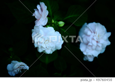 インパチェンス 八重咲きの花 インパチェンス 八重咲きの花 49760450