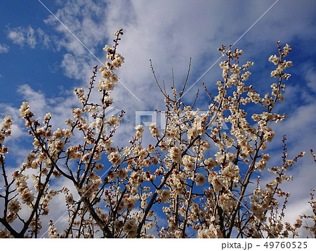 満開の白梅と青空 49760525