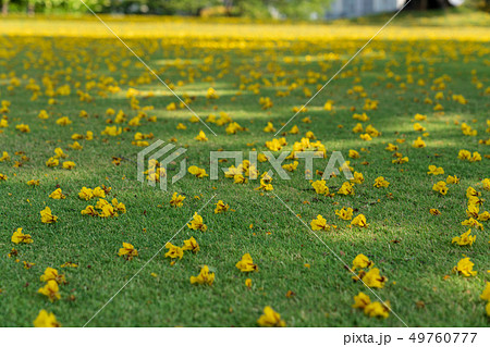 草原に散らばった黄色い花 草原に散らばった黄色い花 49760777