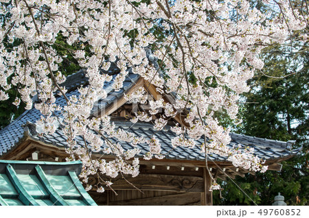桜満開の神社 滋賀県高島市 桜満開の神社 滋賀県高島市 49760852
