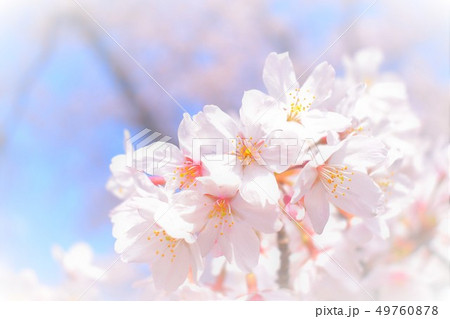 桜 49760878