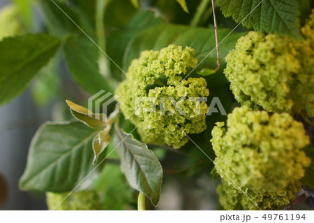 ビバーナム ビバーナム 49761194