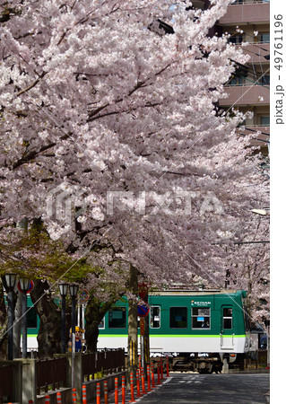 桜と京阪電車 49761196