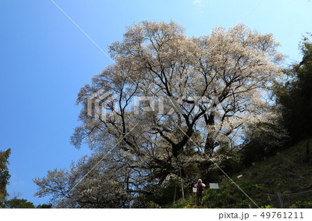 大山桜5475 49761211