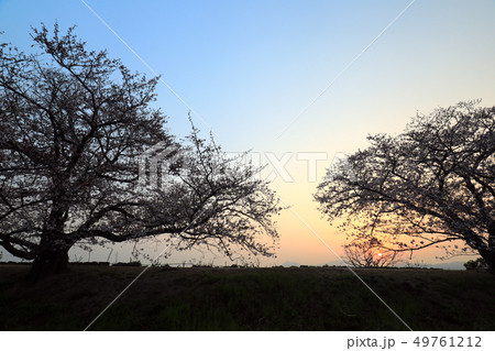 桜並木5738 桜並木5738 49761212