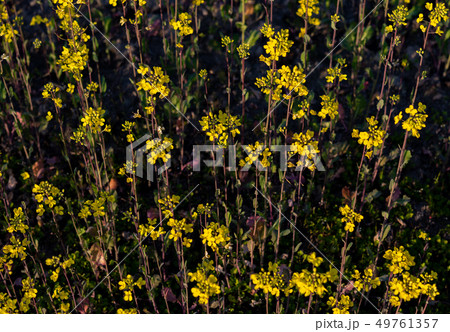 菜の花畑 49761357