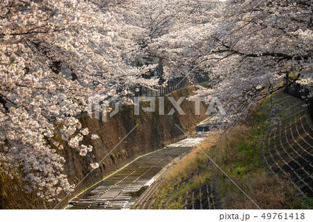 多摩市乞田川の桜並木 東京都多摩市 多摩市乞田川の桜並木 東京都多摩市 49761418