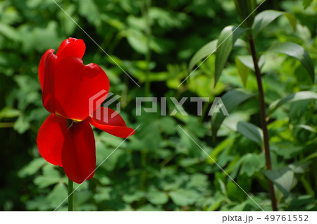 赤 花 赤の花 49761552