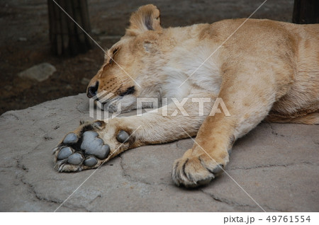 ライオン 昼寝 動物 49761554
