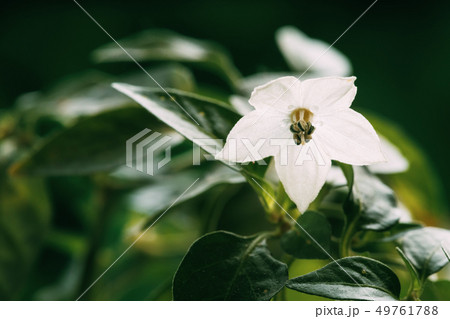 Small Young White Flower Blooming Of Organic Red Pepper Plant. Growing Pepper Bud In Blossom On Small Young White Flower Blooming Of Organic Red Pepper Plant. Growing Pepper Bud In Blossom On 49761788