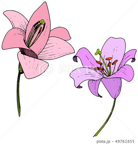 Vector Pink and violet Lily floral botanical flower. Engraved ink art. Isolated lilium illustration Vector Pink and violet Lily floral botanical flower. Engraved ink art. Isolated lilium illustration 49761855