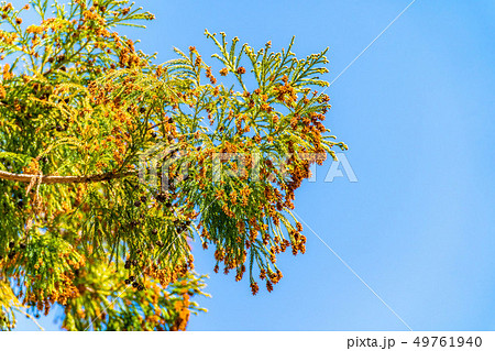 杉の木 花粉 長野県 の写真素材