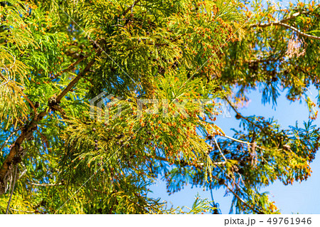 杉の木 花粉 長野県 の写真素材