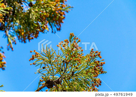 杉の木 花粉 長野県 の写真素材