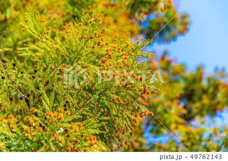 杉の木 花粉 長野県 の写真素材