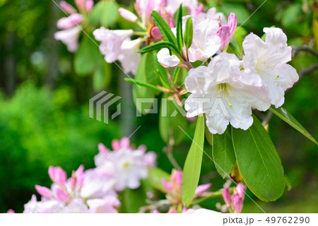 シロバナシャクナゲ 49762290