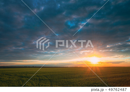 Sunset Sunrise Over Field With Young Wheat Sprouts. Bright Dramatic Sky Above Meadow. Countryside 49762487