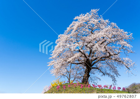 青空と一目千本桜　宮城大河原 49762807