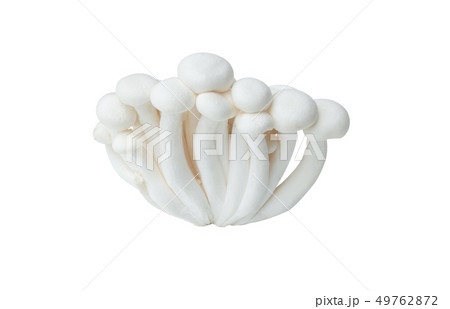 White beech mushrooms or Shimeji mushroom isolated 49762872