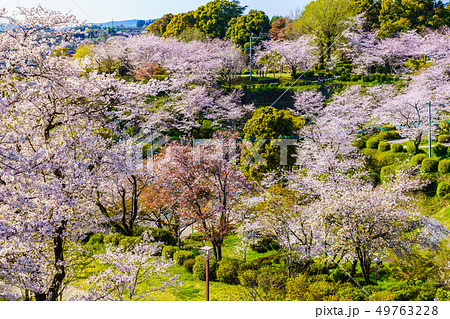 菊池公園の桜　【熊本県菊池市】 49763228
