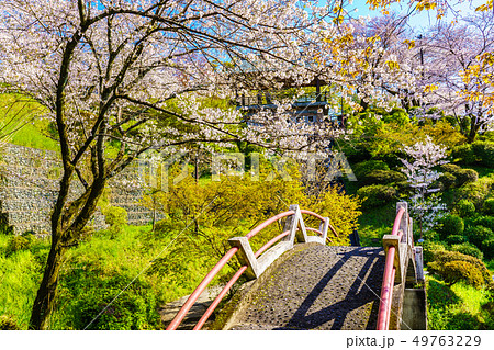 菊池公園の桜　【熊本県菊池市】 49763229