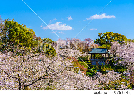 菊池公園の桜　【熊本県菊池市】 49763242