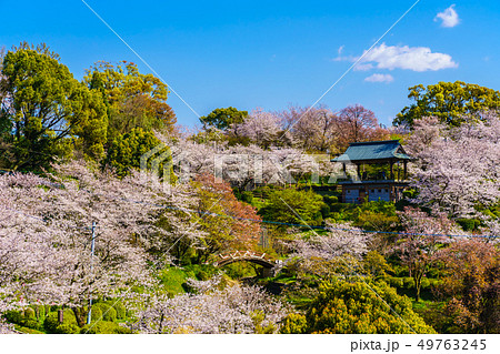 菊池公園の桜　【熊本県菊池市】 49763245