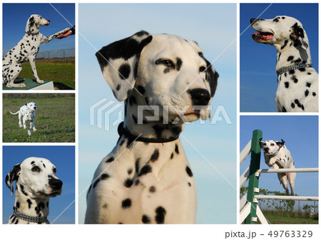 dalmatian dalmatian 49763329