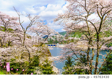 蜂ノ巣湖の桜　【⼤分県⽇⽥市中津江村】 49763430