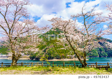 蜂ノ巣湖の桜　【⼤分県⽇⽥市中津江村】 49763437