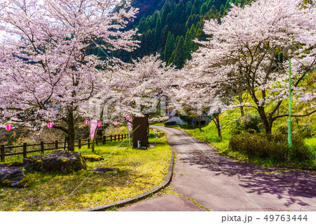 蜂ノ巣湖の桜　【⼤分県⽇⽥市中津江村】 49763444
