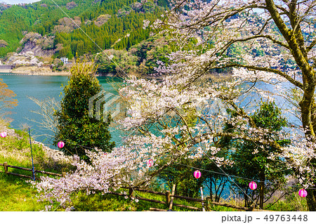 蜂ノ巣湖の桜　【⼤分県⽇⽥市中津江村】 49763448