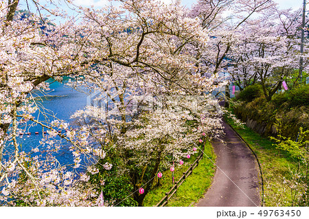 蜂ノ巣湖の桜　【⼤分県⽇⽥市中津江村】 49763450