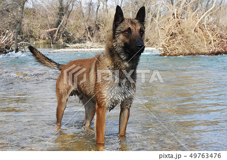 malinois in river malinois in river 49763476