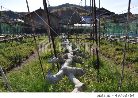 無花果 無花果 49763764