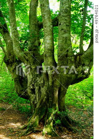 獅子ヶ鼻湿原 秋田県 獅子ヶ鼻湿原 秋田県 49764021
