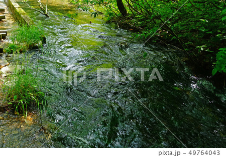 獅子ヶ鼻湿原 秋田県 獅子ヶ鼻湿原 秋田県 49764043