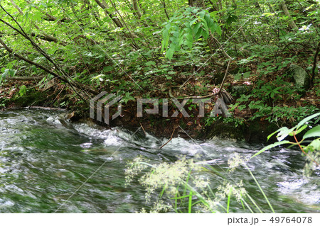 獅子ヶ鼻湿原 秋田県 獅子ヶ鼻湿原 秋田県 49764078