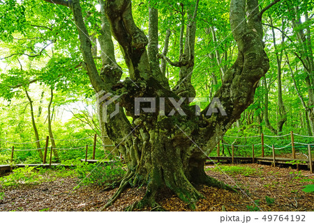 獅子ヶ鼻湿原 秋田県 獅子ヶ鼻湿原 秋田県 49764192